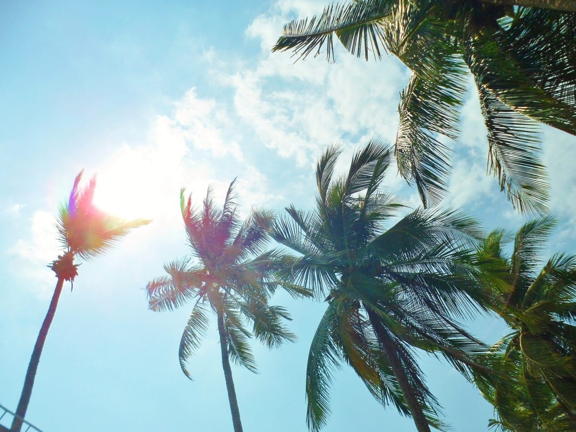 Palm trees in a paradise