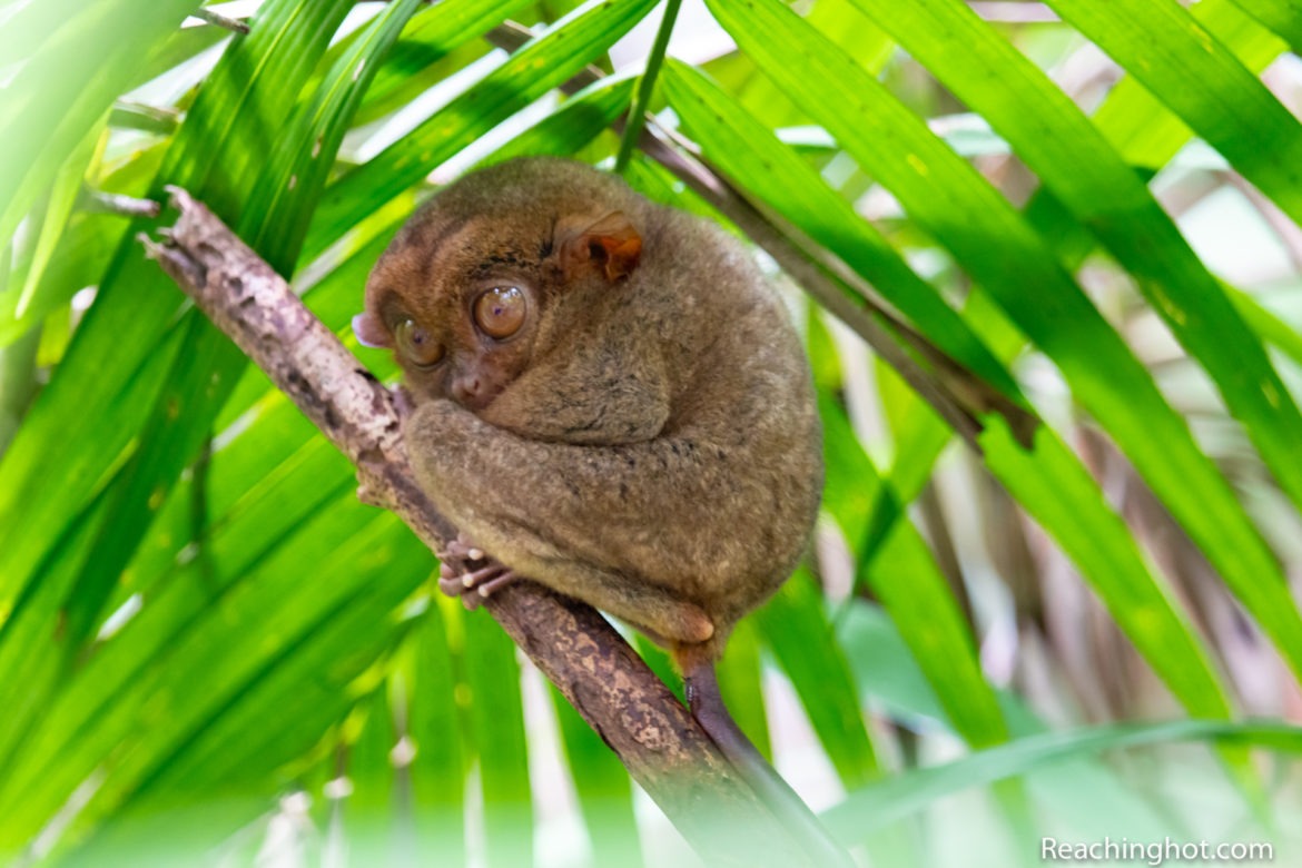 bohol tarsier tour