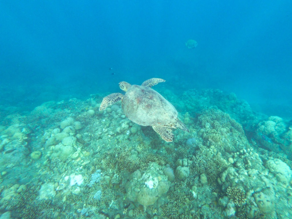 Turtle on Pandan Island, Philippines