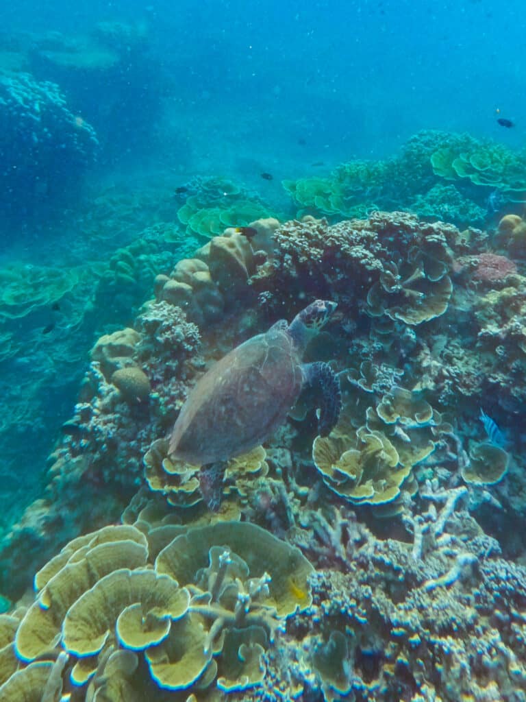 Turtle on Salang Beach, Tioman Island