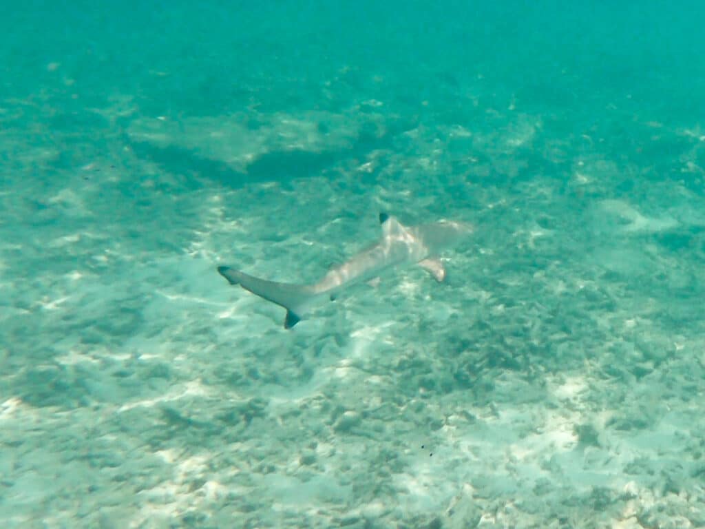 Black-tip reef shark Perhentian Islands, Malaysia